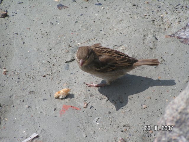pict2865.jpg